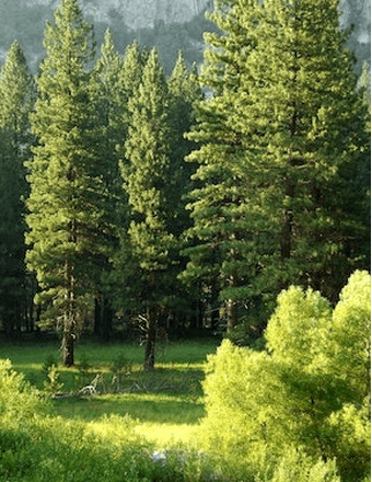 Douglas L. Willard Obituary