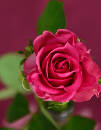 Marilyn Jean Harding Obituary