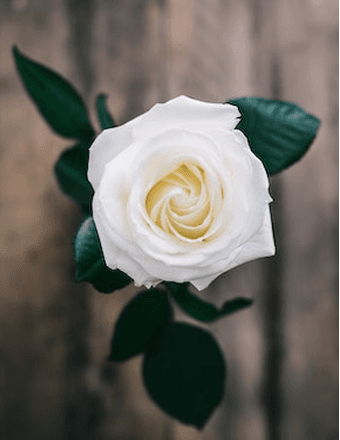 Carol A. Fox Obituary