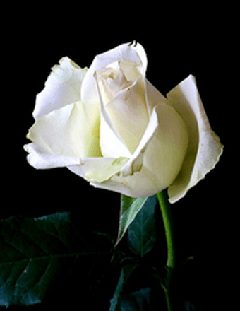 Ardus H. Berkley Obituary