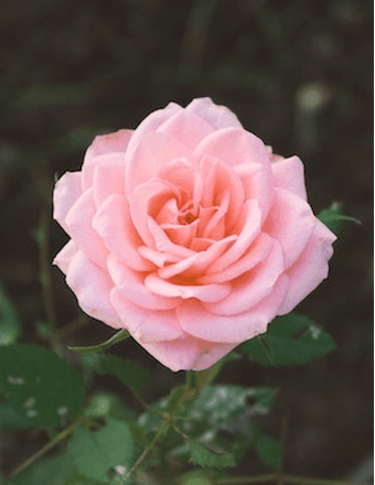 Mary E. Heilman Obituary