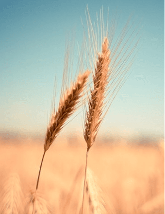 Dale A. Rathbun Obituary
