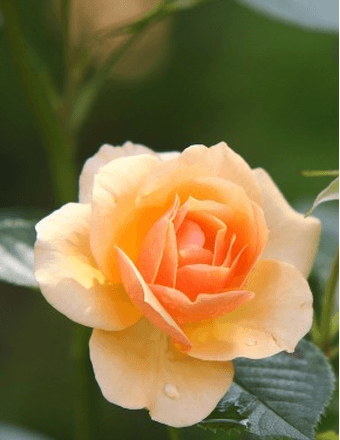 Nomie I. McDonough Obituary